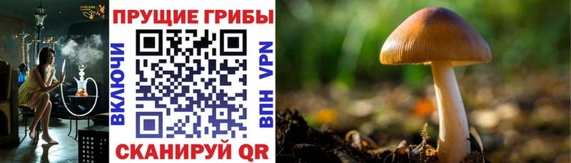 где продают наркотики  Белорецк  Псилоцибиновые грибы GOLDEN TEACHER 